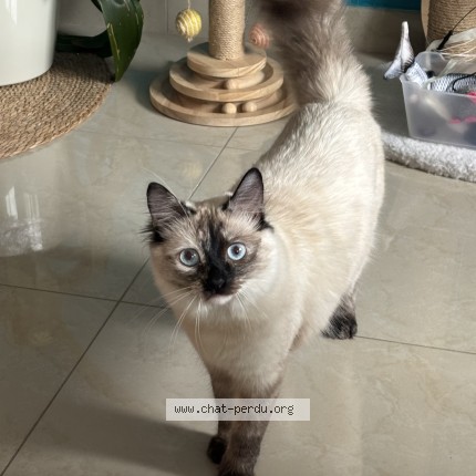 Photo de chat perdu à Saint Andre De Cubzac
