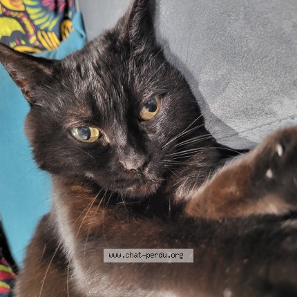 Photo de chat perdu à Pessac