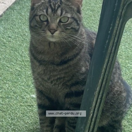 Photo de chat perdu à Tourcoing