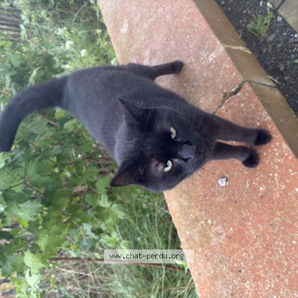 Photo de chat trouvé à Nantes