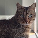 Simba