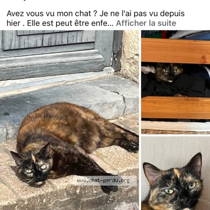 Photo de chat perdu à Saint Hilaire Le Petit