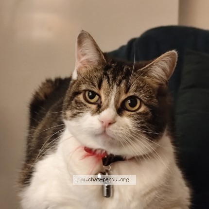 Photo de chat perdu à La Rochelle