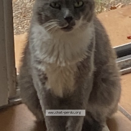 Photo de chat trouvé à Biarritz