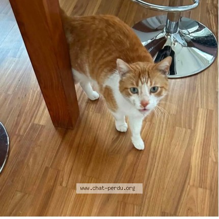 Photo de chat perdu à Le Porge
