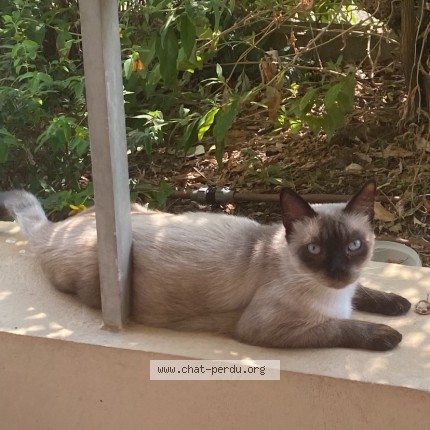 Photo 1/1 Chat trouvé Trouvé à Angers
