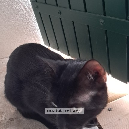 Photo 1/1 Pisso Chat perdu à Lue