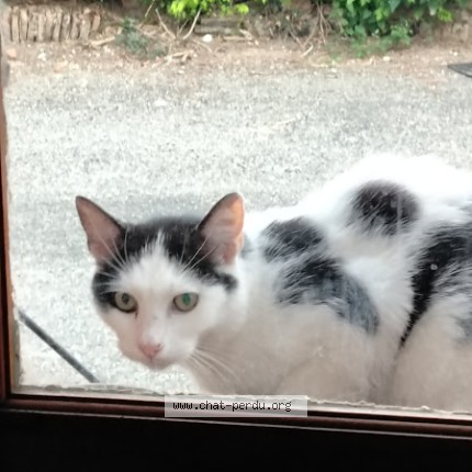 Photo de chat trouvé à Bressols 82710