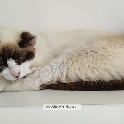 Photo de chat perdu à Semeac