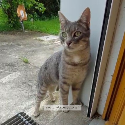 Photo de chat perdu à Conflans Sainte Honorine