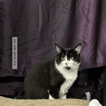 Photo 1/1 Chat retrouvé Perdu à Melun