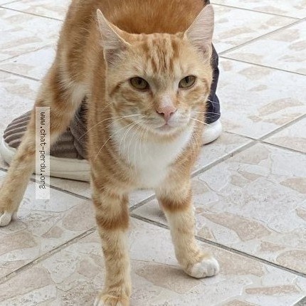 Photo 1/1 Chat trouvé Trouvé à Maurepas