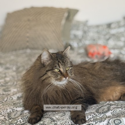 Photo 1/1 Chat retrouvé Perdu à Veigy Foncenex