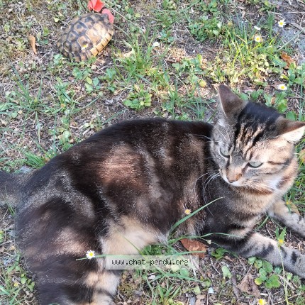 Photo de chat perdu à Liposthey