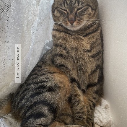 Photo de chat perdu à Vernouillet