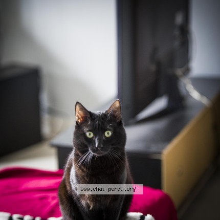 Photo 1/1 suschi Chat perdu à Saint Denis De L Hotel