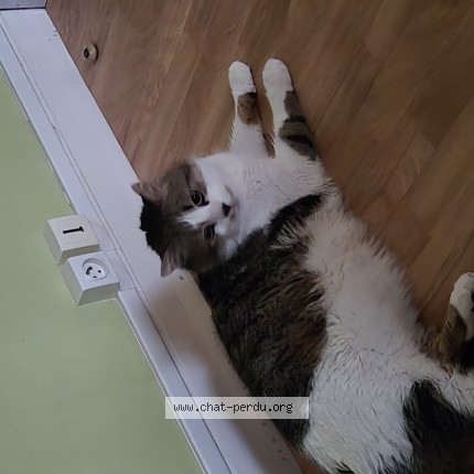 Photo de chat perdu à Periers