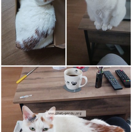 Photo 1/1 Yachiru Chat perdu à Saint Remy Sur Avre