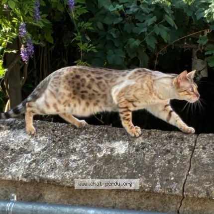 Photo de chat perdu à Rambouillet