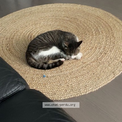 Photo de chat perdu à Champs Sur Marne