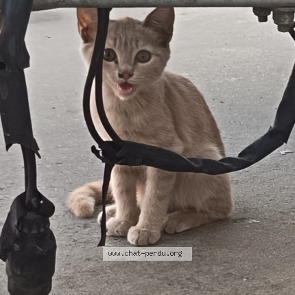 Photo de chat perdu à Itxassou