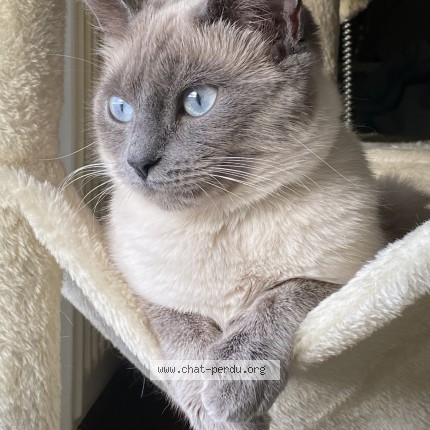 Photo de chat perdu à Brive
