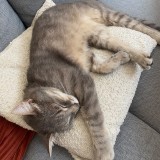 Gus