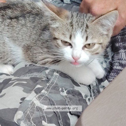 Photo 1/1 Chat trouvé Trouvé à Plouhinec