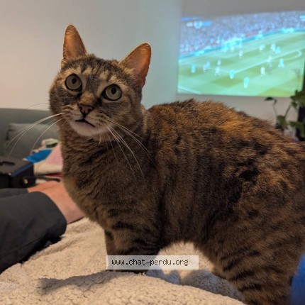 Photo de chat perdu à Avignon