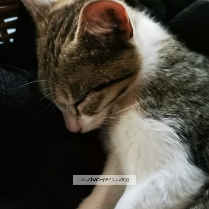 Photo 1/1 Chat trouvé Trouvé à Montgivray