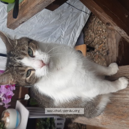 Photo 1/1 Chat trouvé Trouvé à Val Et Chatillon