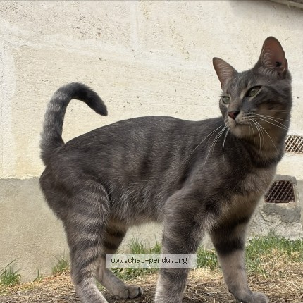 Photo 1/1 Chat trouvé Trouvé à Merignac