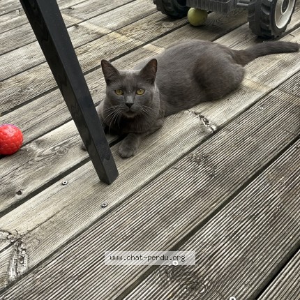Photo 1/1 zouco Chat perdu à Bormes Les Mimosas La Faviere