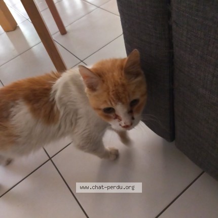 Photo 1/1 Chat trouvé Trouvé à Thiais
