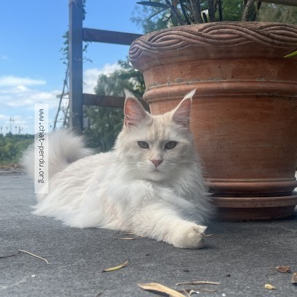 Photo 1/1 Chat retrouvé Perdu à St Marin Le Beau