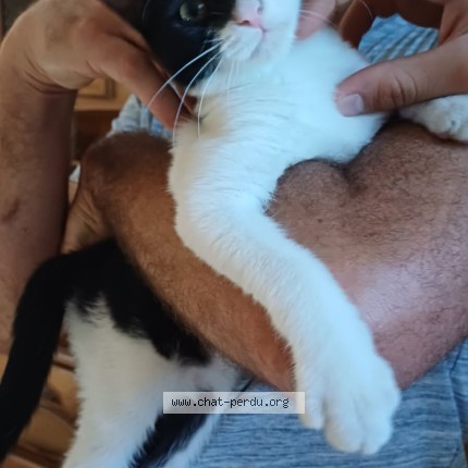 Photo de chat perdu à Viger