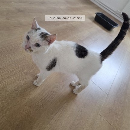 Photo 1/1 Chat trouvé Trouvé à Comines
