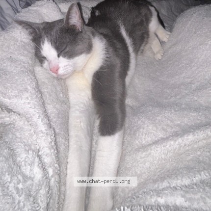 Photo de chat perdu à Noisy Le Grand