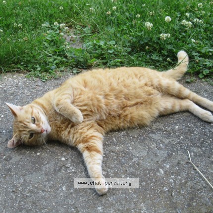 Photo 1/1 Chat retrouvé Perdu à Peronnas