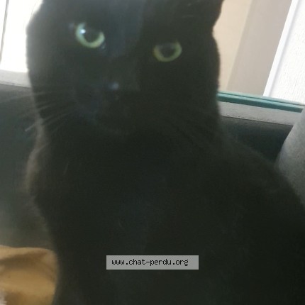 Photo 1/1 bagheera Chat perdu à Laval