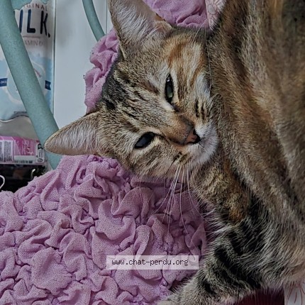 Photo de chat perdu à Guenrouet