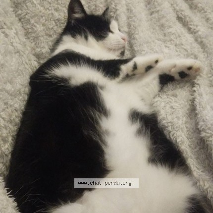 Photo de chat perdu à Cuvry