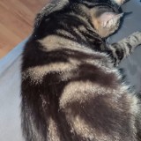 loki