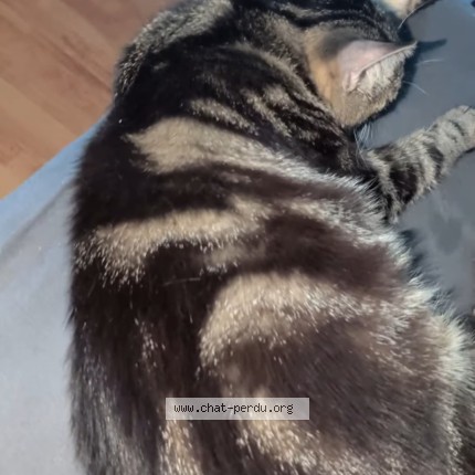 Photo 1/1 loki Chat perdu à Uccle