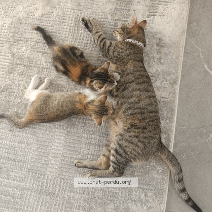 Photo de chat perdu à Le Cannet