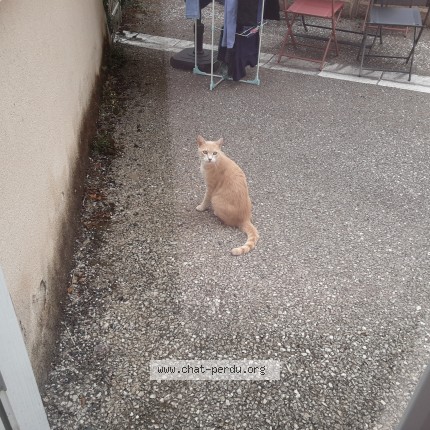 Photo 1/1 Chat trouvé Trouvé à Chauvigny