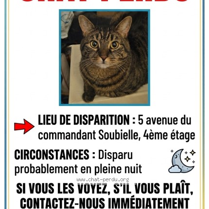 Photo 1/1 Chat retrouvé Perdu à Perpignan