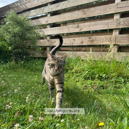 Photo 1/1 Yuzu Chat perdu à Brest
