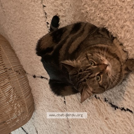Photo de chat perdu à Douai