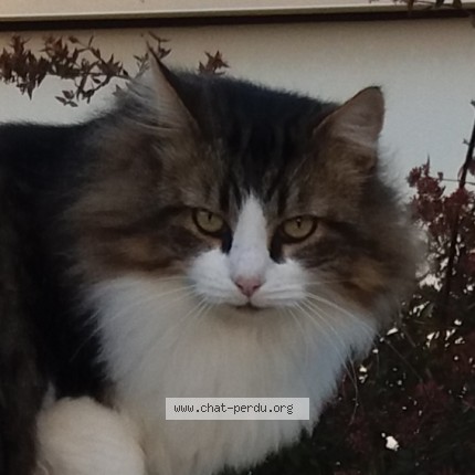 Photo 1/1 Fripouille Chat perdu à Bretignolles Sur Mer